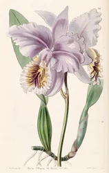 Cattleya mossiae (als syn. Cattleya labiata var. mossiae)